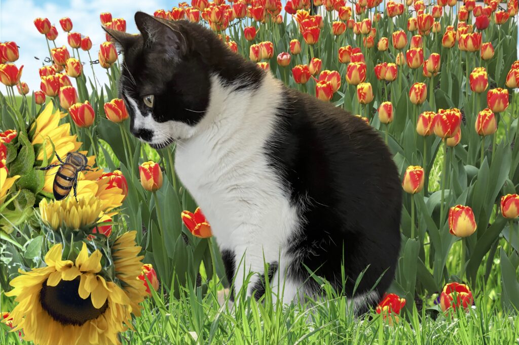 Cat looking at a sunflower and a bee with tulips in the background.