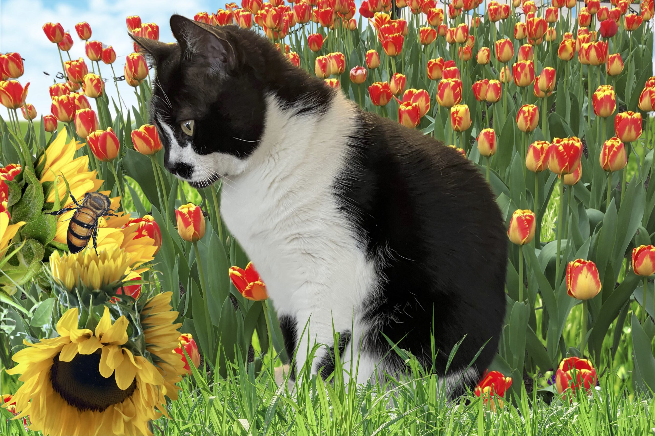 Cat looking at a sunflower and a bee with tulips in the background.