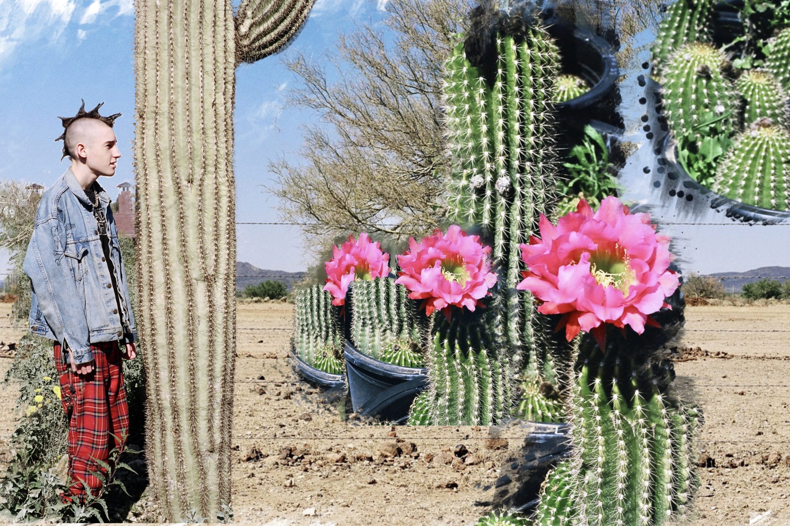 young man with mohawk standing next to a saguaro cactus. cactus bloom pink