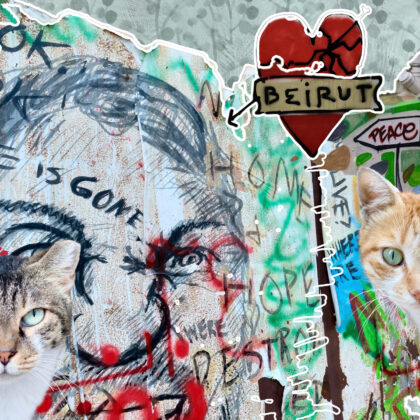 Beirut collage graffiti and feral cats.
