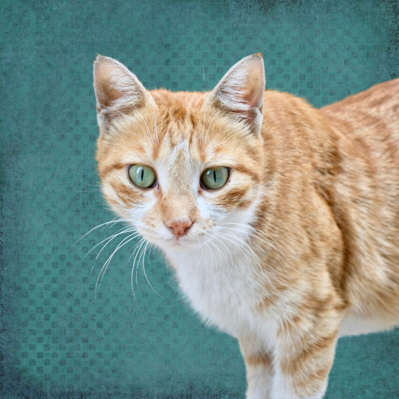 feral cat AUB Beirut
