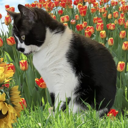 Cat looking at a sunflower and a bee with tulips in the background.